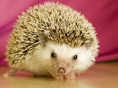 hoary hedgehog - ubuntu 5.04