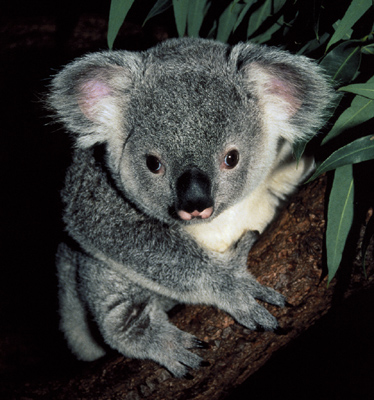 karmic koala - ubuntu 9.10