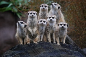 Meerkats
