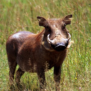 Warty warthog - ubuntu 4.10