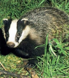breezy badger - ubuntu5.10