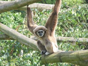 gutsy gibbon ubuntu 7.10