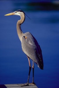 hardy heron - ubuntu 8.04