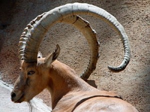 intrepid ibex - ubuntu 8.10