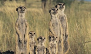 maverick meerkat - ubuntu 10.10